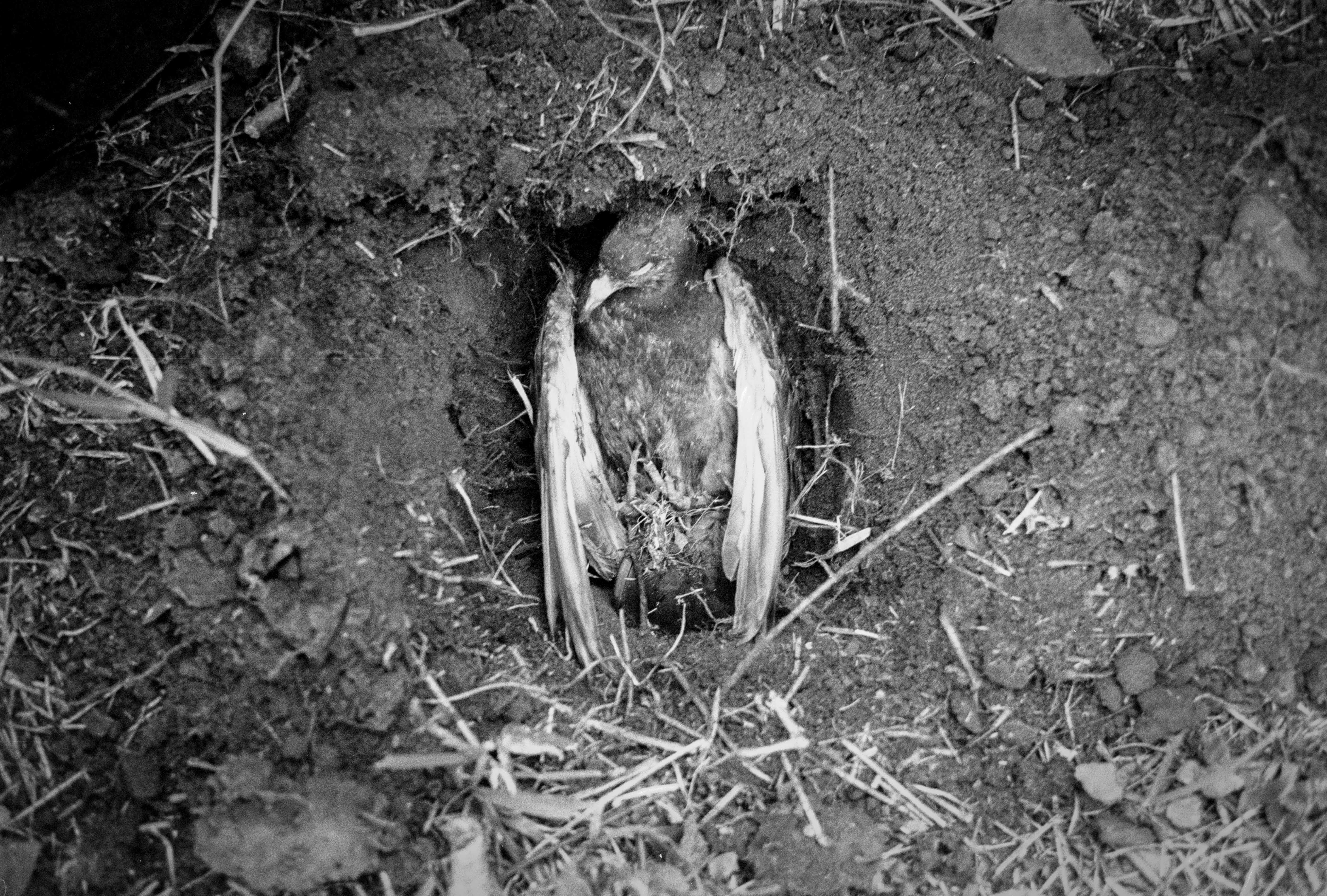 Black and white photograph of a bird that has died, lying peacefully in a hollow on the ground