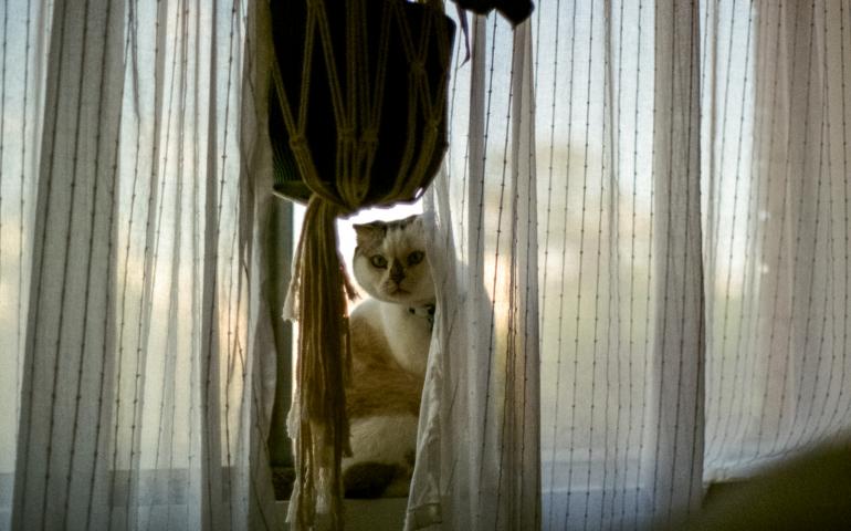 Brown and white cat sitting on a windowsill peers nervously around the edge of some curtains, looking into the camera.